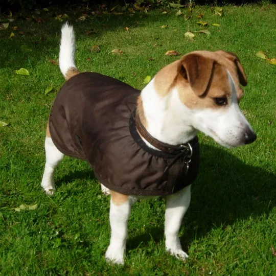 Thermatex Waterproof Dog Coat