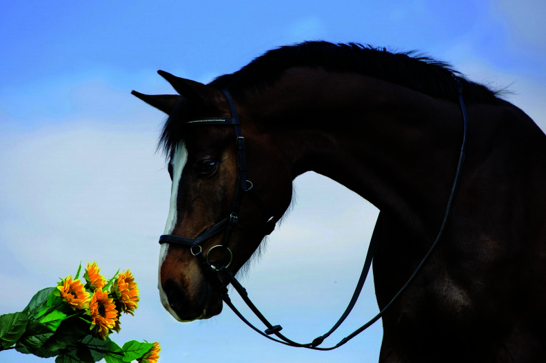 Horseware Competition Diamante Bridle