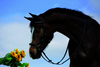 Horseware Competition Diamante Bridle