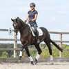 Stretch and Flex Flatwork Wraps Arbeitsgamaschen