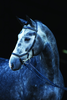 Horseware Micklem Competition Bridle Trense