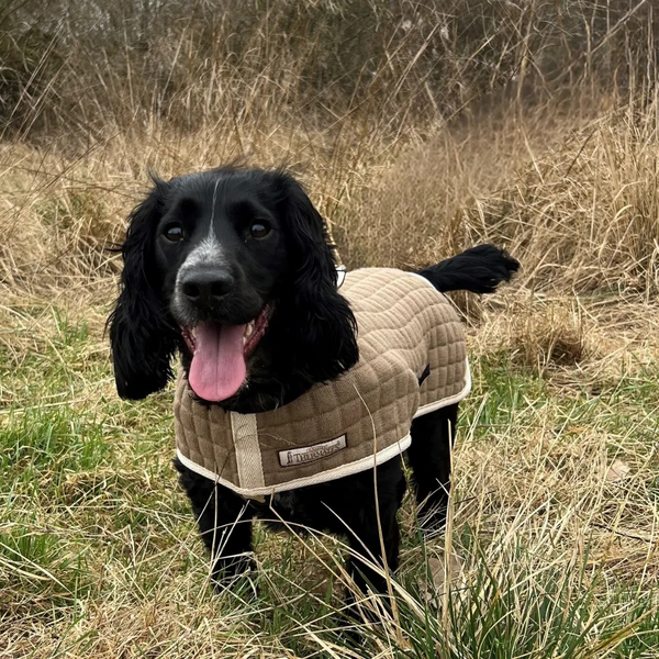 Spaniel coat hot sale