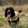 Thermatex Hundemantel (inkl. Dackel)