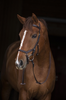 Horseware Micklem Competition Bridle Trense