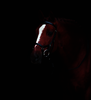 Horseware Micklem Competition Bridle Trense