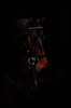 Horseware Competition Diamante Bridle
