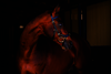 Horseware Micklem Competition Bridle Trense