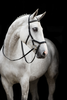 Horseware Competition Diamante Bridle