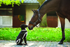 Horseware Rambo Waterproof Dog Coat