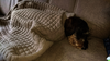 Thermatex Hunde-Sack