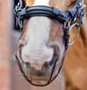 Net Relief Muzzle Net